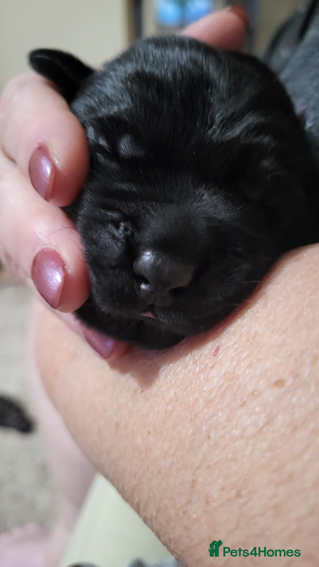 Labrador Retriever dogs for sale: Pedigree Labrador puppies - strong and healthy  - Image 8