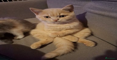 British Shorthair cats - Advert 6