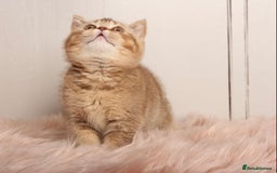 British Shorthair cats for sale: Gorgeous BSH Kittens  - Image 10