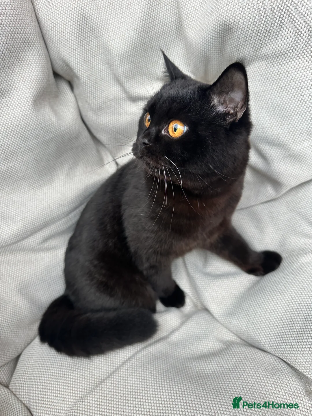 British Shorthair cats for sale: British Shorthair Chunky kittens - Advert 25