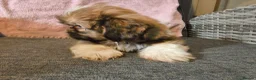 Shih Tzu dogs for sale: Quality Half Imperial Shihtzus. - Advert 9