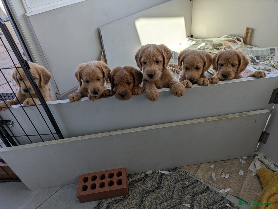 Labradoodle dogs for sale: Fox Red Labradoodles. 4 boys 3 girls  - Image 2
