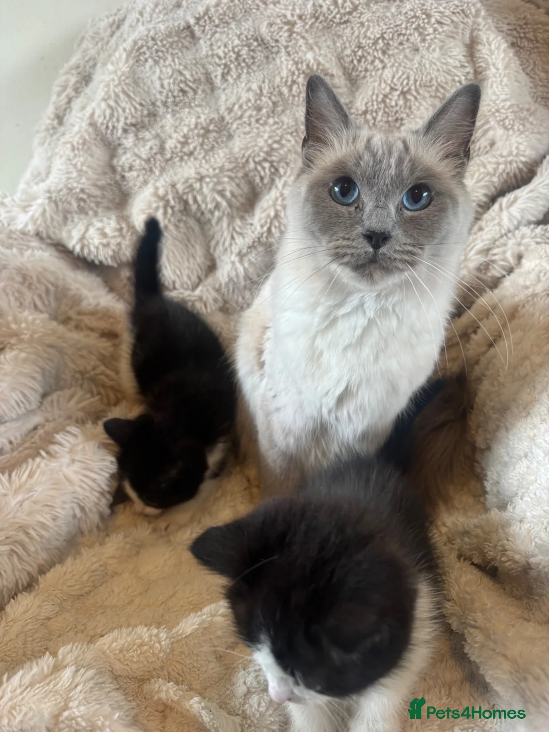 Mixed Breed cats for sale: Beautiful Ragdoll crosses 🐾 - Advert 1