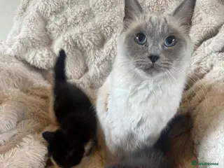 Mixed Breed cats Reduced! Beautiful Ragdoll crosses 🐾 - Advert 1