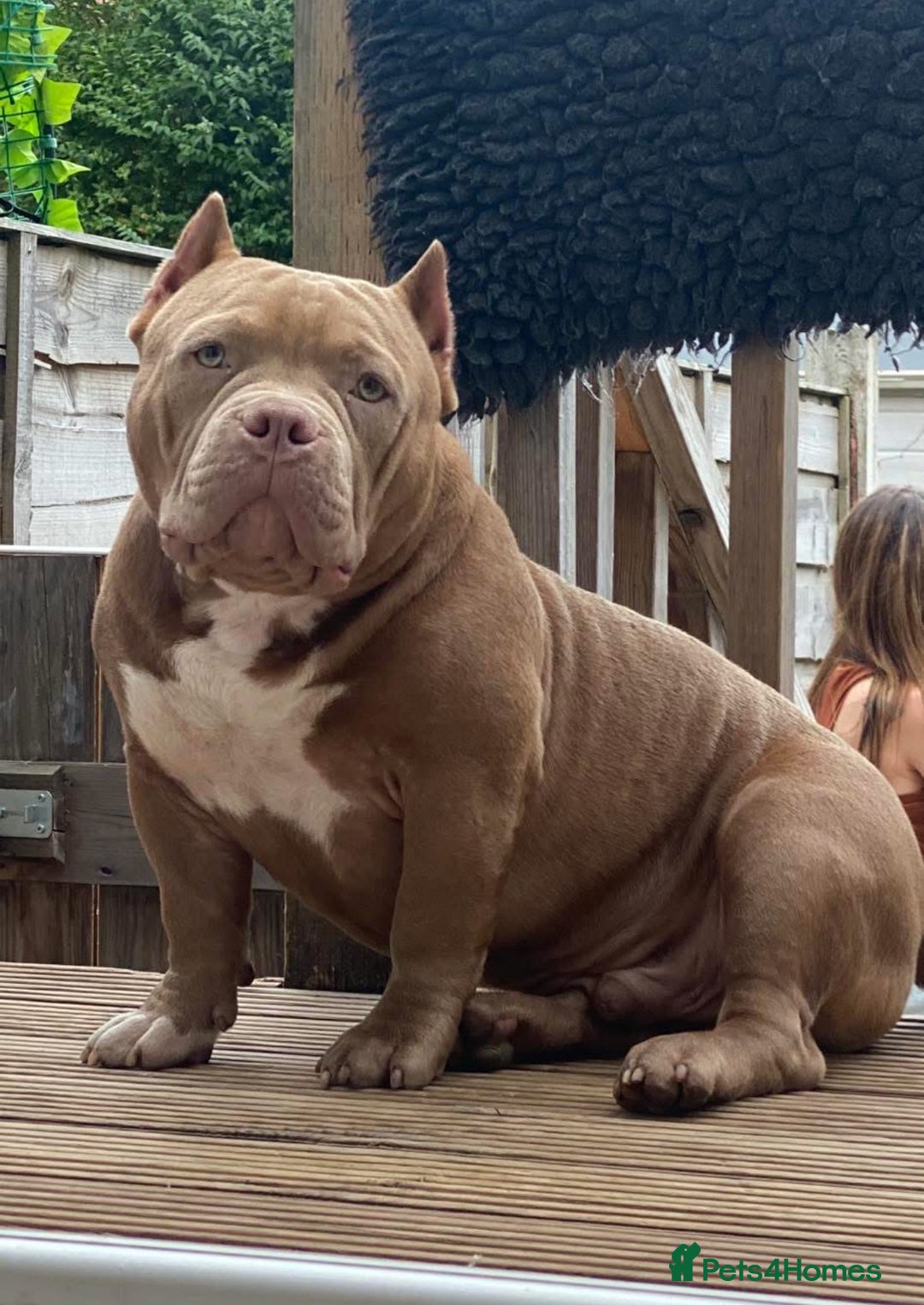 American Bulldog dogs for sale: Pocket bulldog  - Image 5