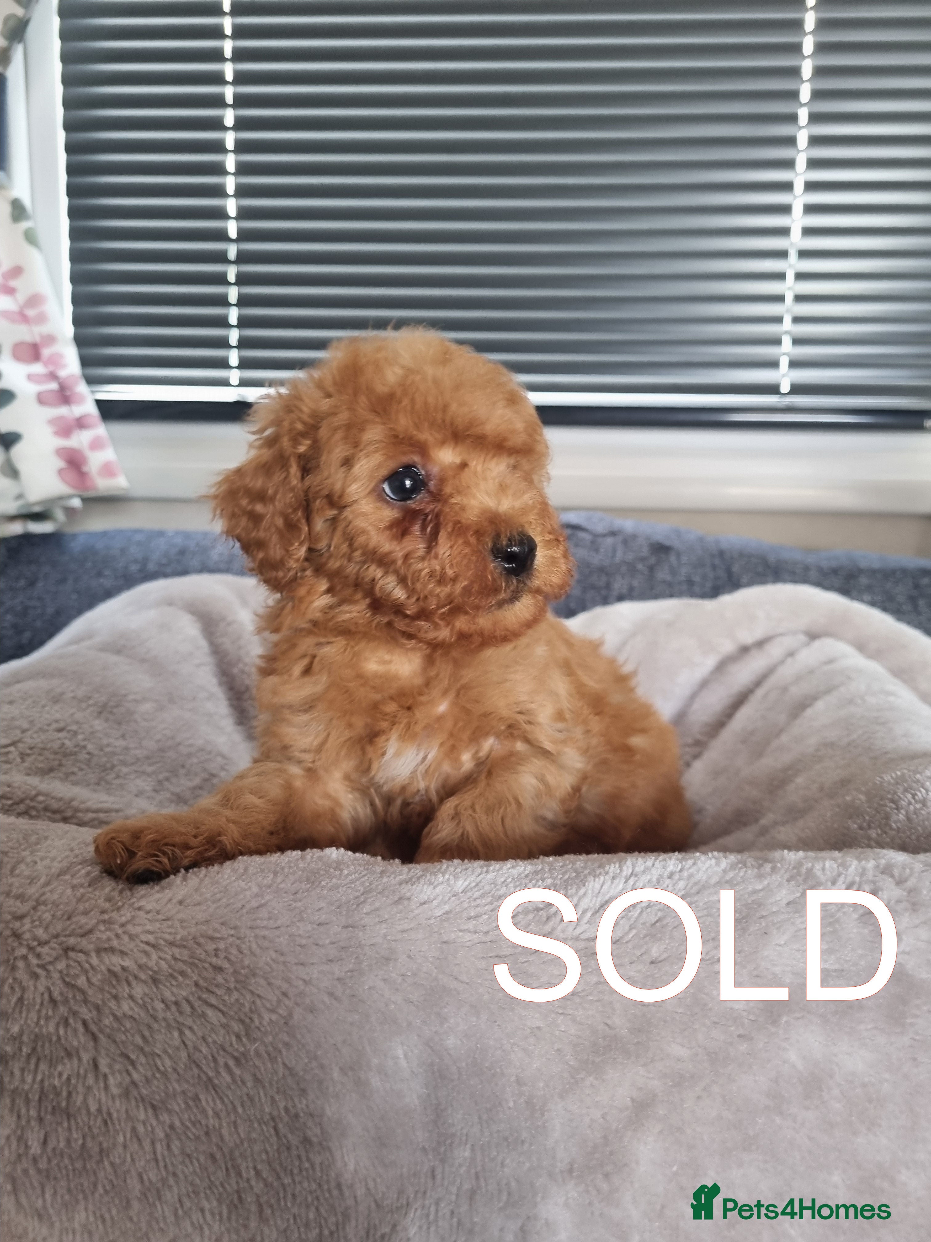 Toy Poodle dogs 7 toy poodle pups - 5 remaining  - Advert 3
