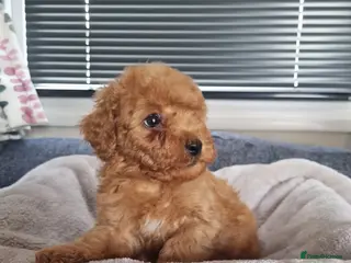 Toy Poodle dogs 7 toy poodle pups - 5 remaining - Advert 3