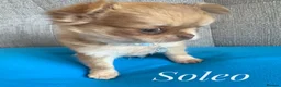 Chihuahua dogs for sale: Chihuahua puppies lilac merle Russian lines - Advert 6