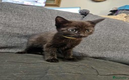 Maine Coon cats for sale: Maine Coon X kittens for sale - Image 6