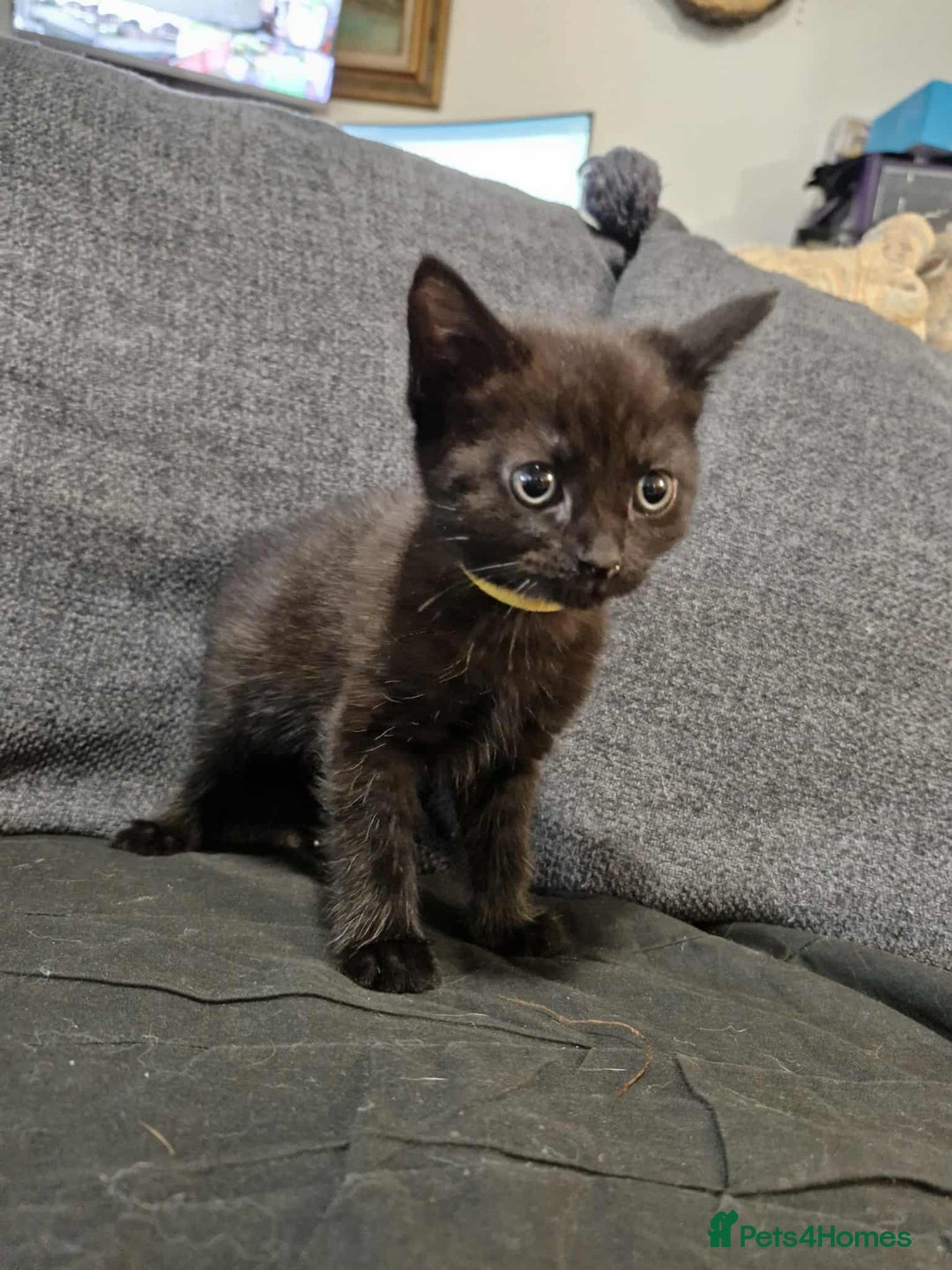 Maine Coon cats for sale: Maine Coon X kittens for sale - Image 6