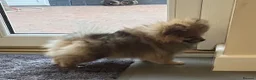 Pomeranian dogs for sale: Pomeranian puppy - Advert 5