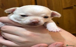 Chihuahua dogs for sale: Puppy  - Image 3