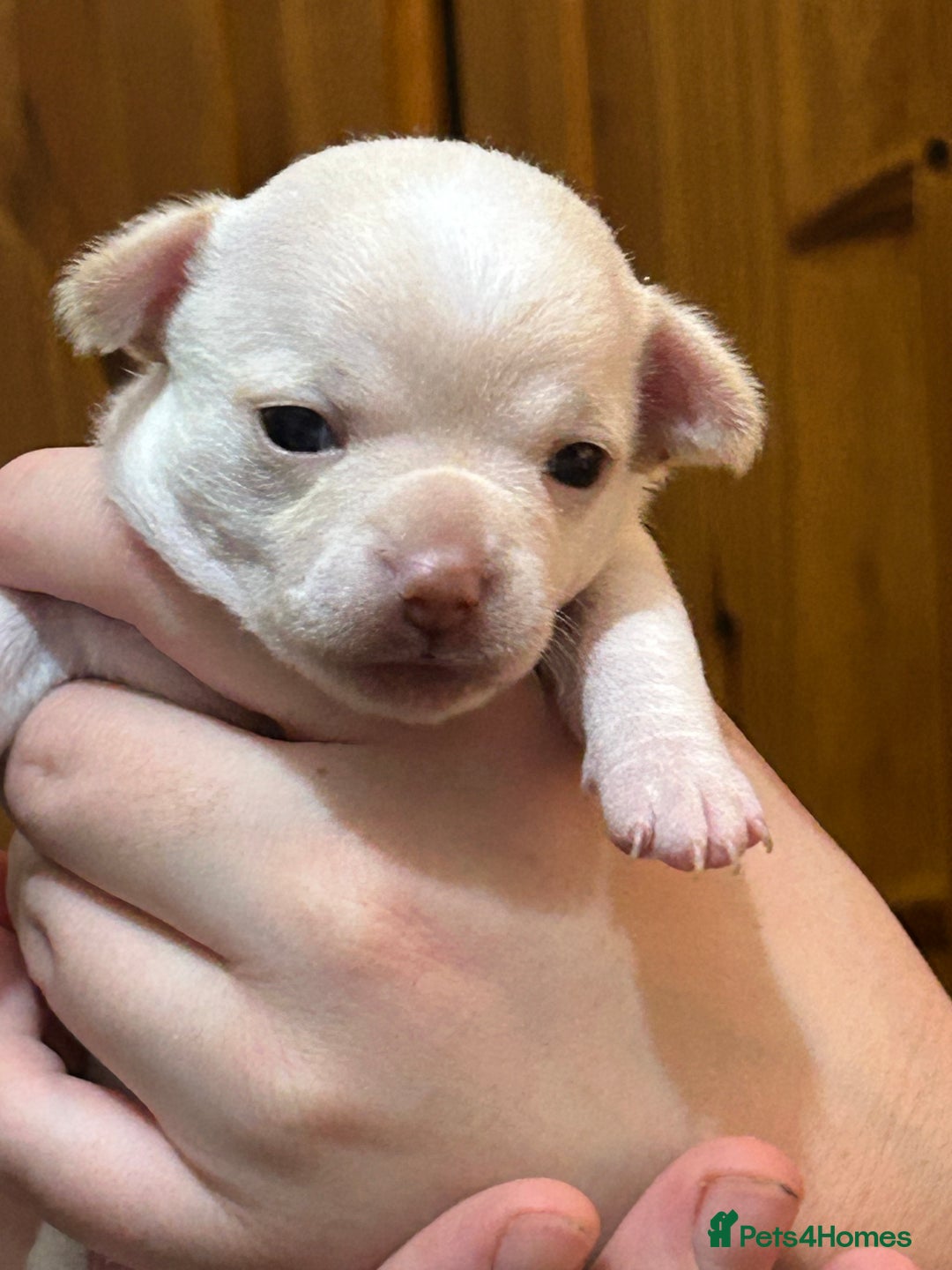Chihuahua dogs for sale: Puppy  - Image 3