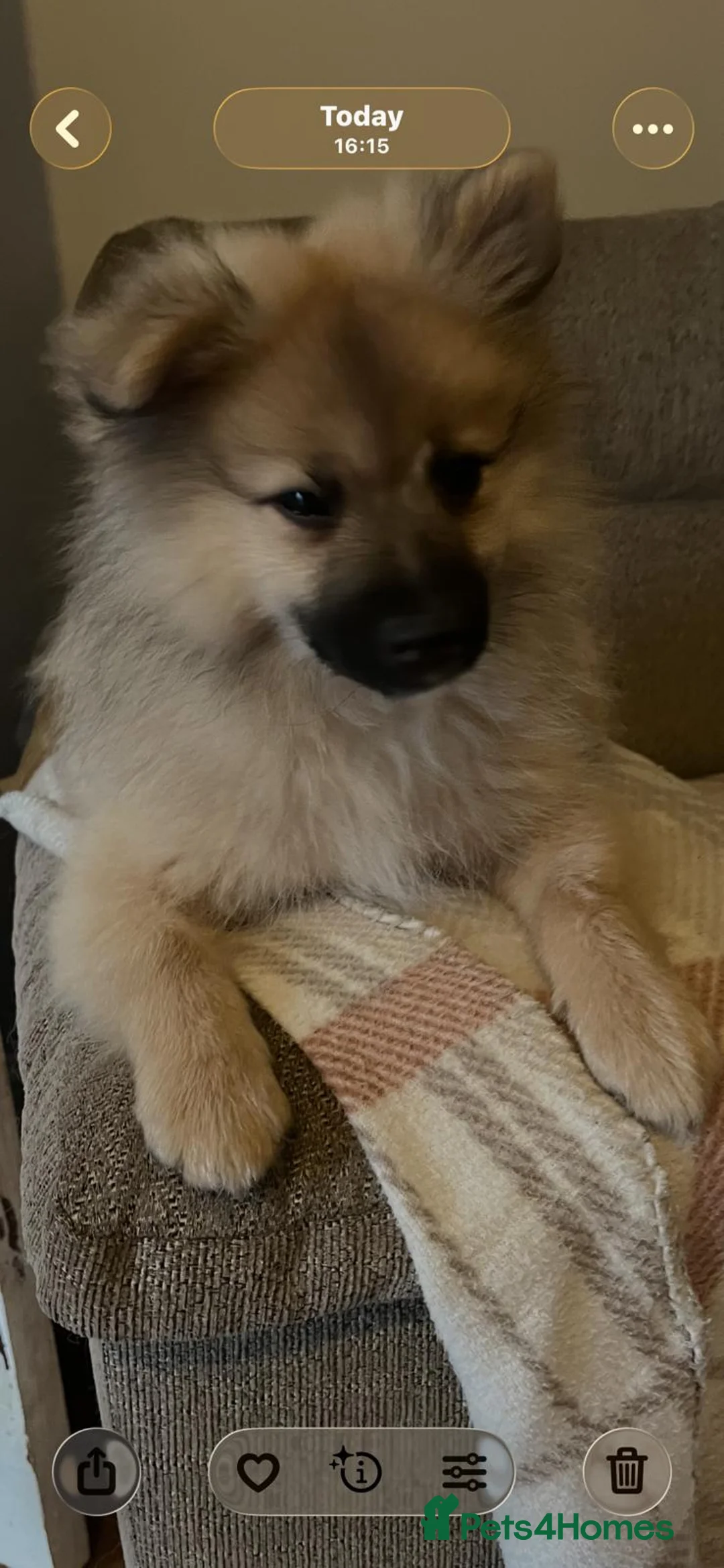Pomeranian dogs for sale: Two male Pomeranian puppies for sale - Advert 6