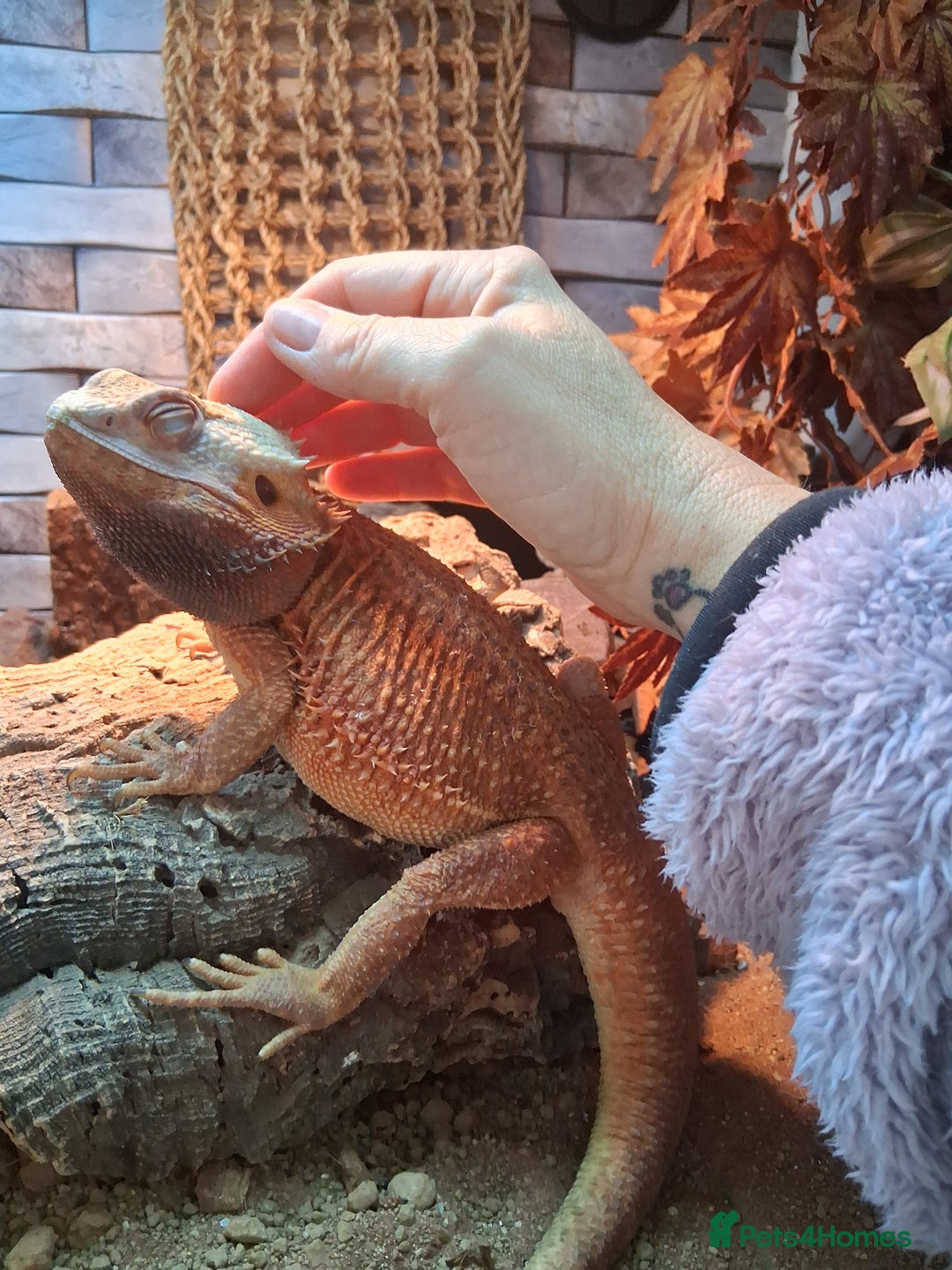 Bearded Dragon reptiles for sale: Bearded dragon plus vivarium  - Image 2