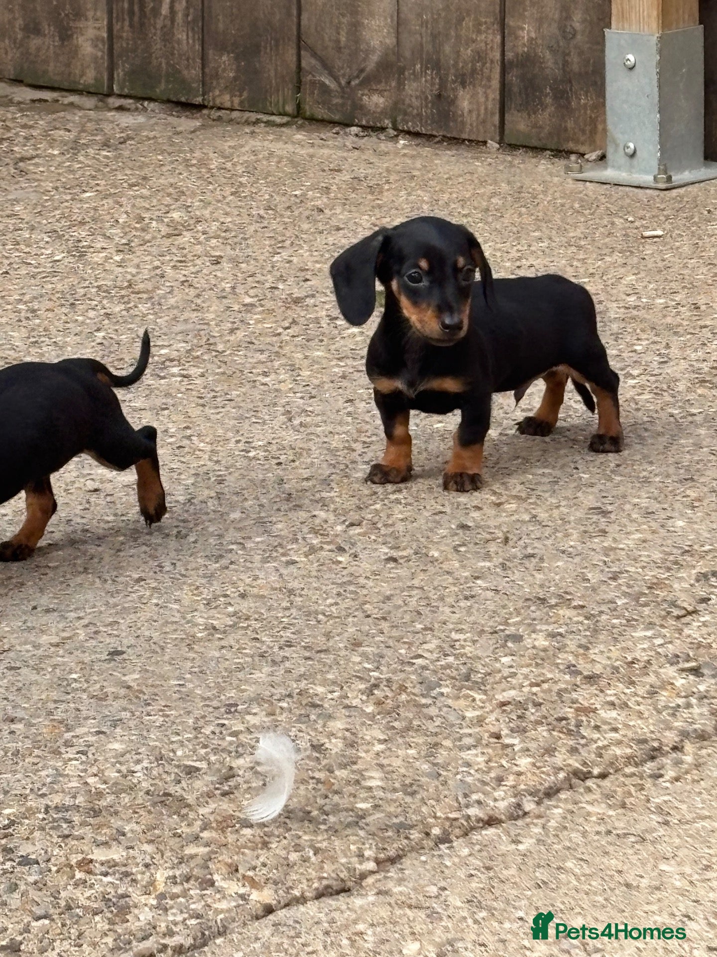 Miniature Dachshund dogs Miniature dachshunds - Advert 2