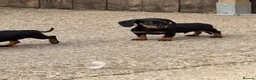 Miniature Dachshund dogs for sale: Miniature dachshunds - Advert 22