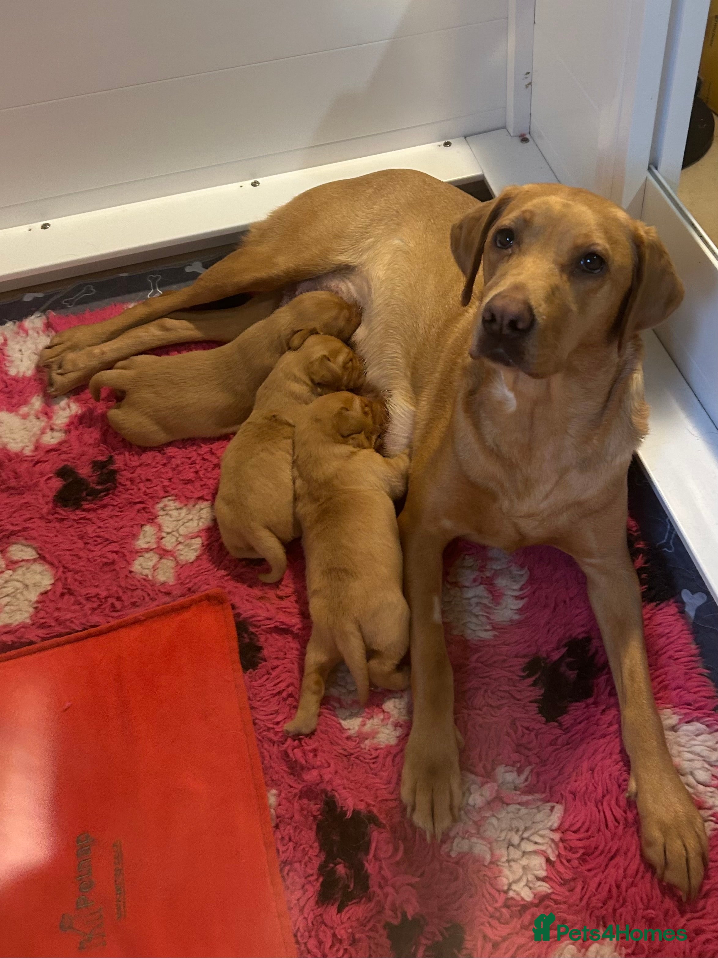 Labrador Retriever dogs KC REG FOX RED LABRADOR PUPPIES  - Advert 4