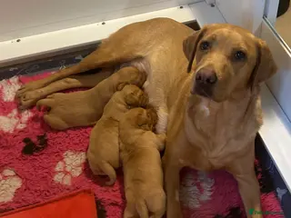 Labrador Retriever dogs KC REG FOX RED LABRADOR PUPPIES - Advert 4