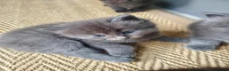 Mixed Breed cats for sale: Half Pedigree kittens - Advert 16