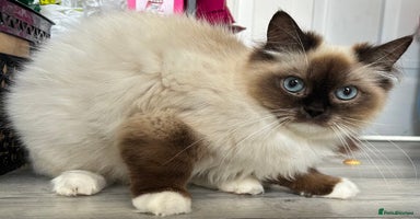 Ragdoll cats - Advert 6