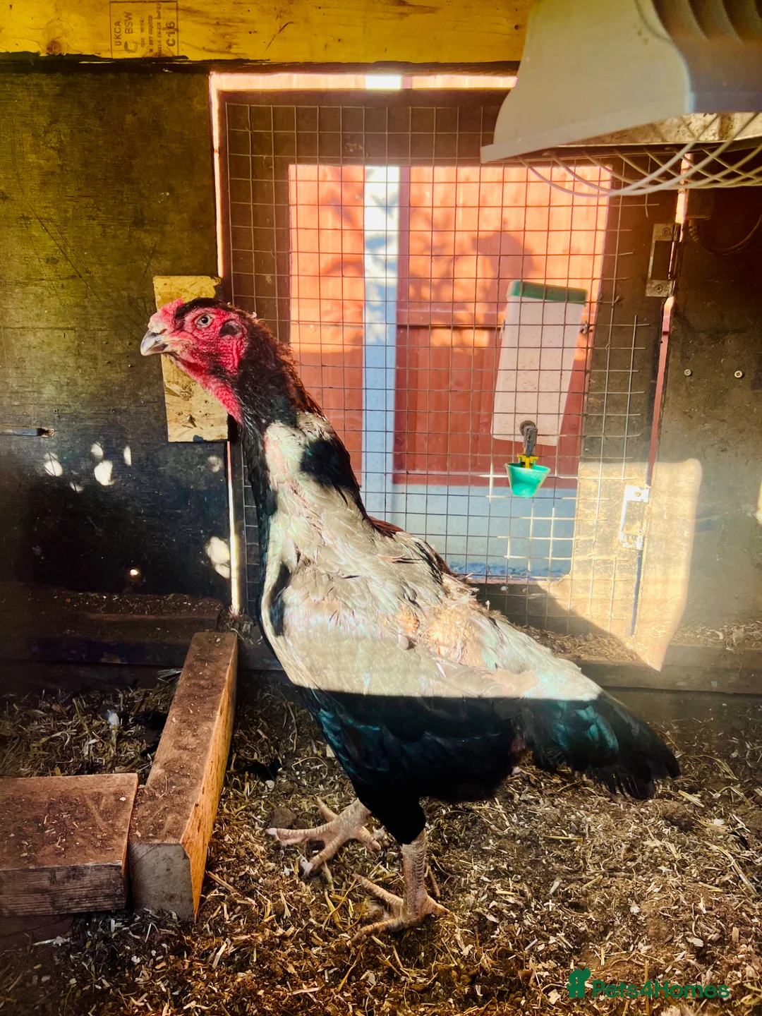 Chickens poultry for sale: German Shamo Hen - LARGE (Aseel)  - Advert 1