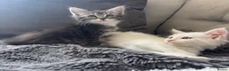 Maine Coon cats for sale: Gorgeous Maine coon kittens for sale-1 polydactyl - Advert 6