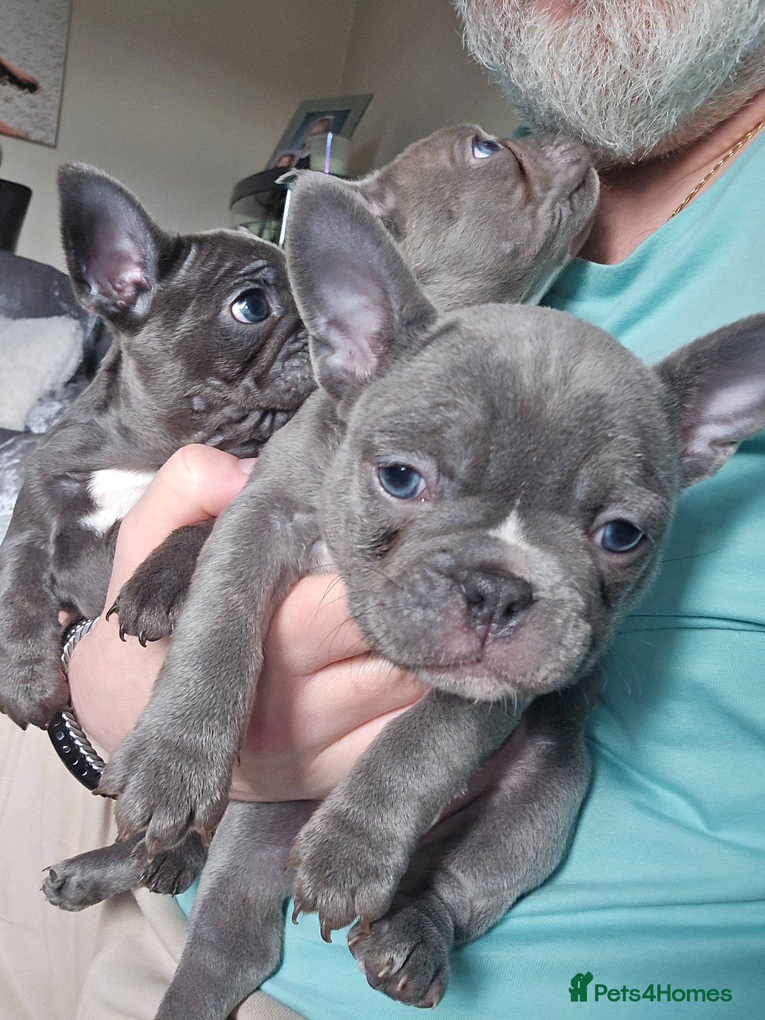French Bulldog dogs 3 beautiful playful little girls .fully kc reg.  - Advert 8