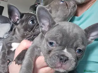 French Bulldog dogs 3 beautiful playful little girls .fully kc reg. - Advert 8