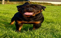 Mixed Breed dogs for sale: Vizsla/rottweiler - Image 13