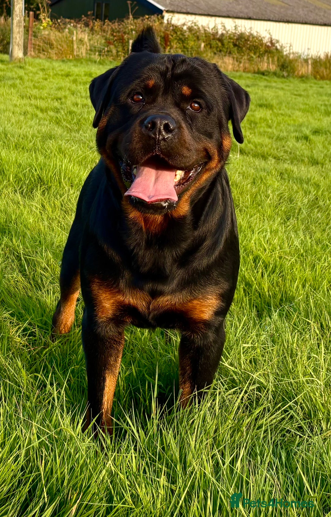 Mixed Breed dogs for sale: Vizsla/rottweiler - Image 13