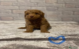 Labradoodle dogs for sale: Beautiful Miniature labradoodles  - Image 4