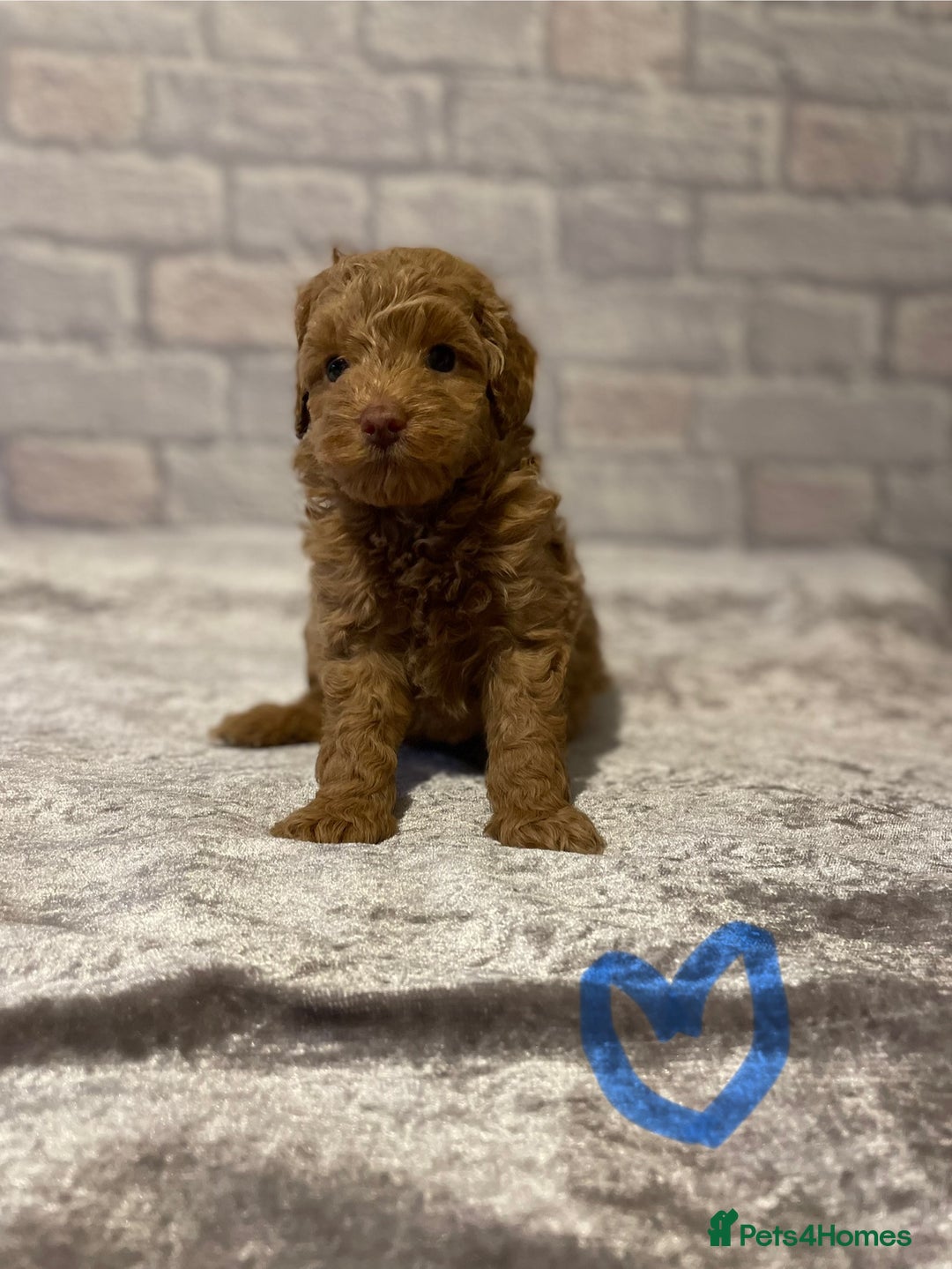 Labradoodle dogs for sale: Beautiful Miniature labradoodles  - Image 4