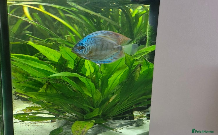 Discus fish - Advert 1