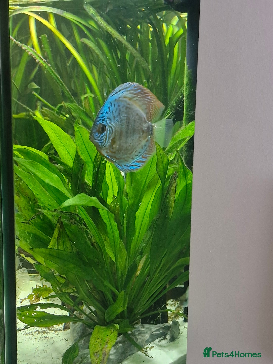 Discus fish for sale: Large discus fish  - Image 1