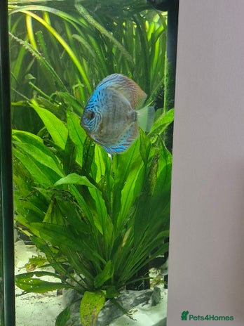 Discus fish - Advert 1