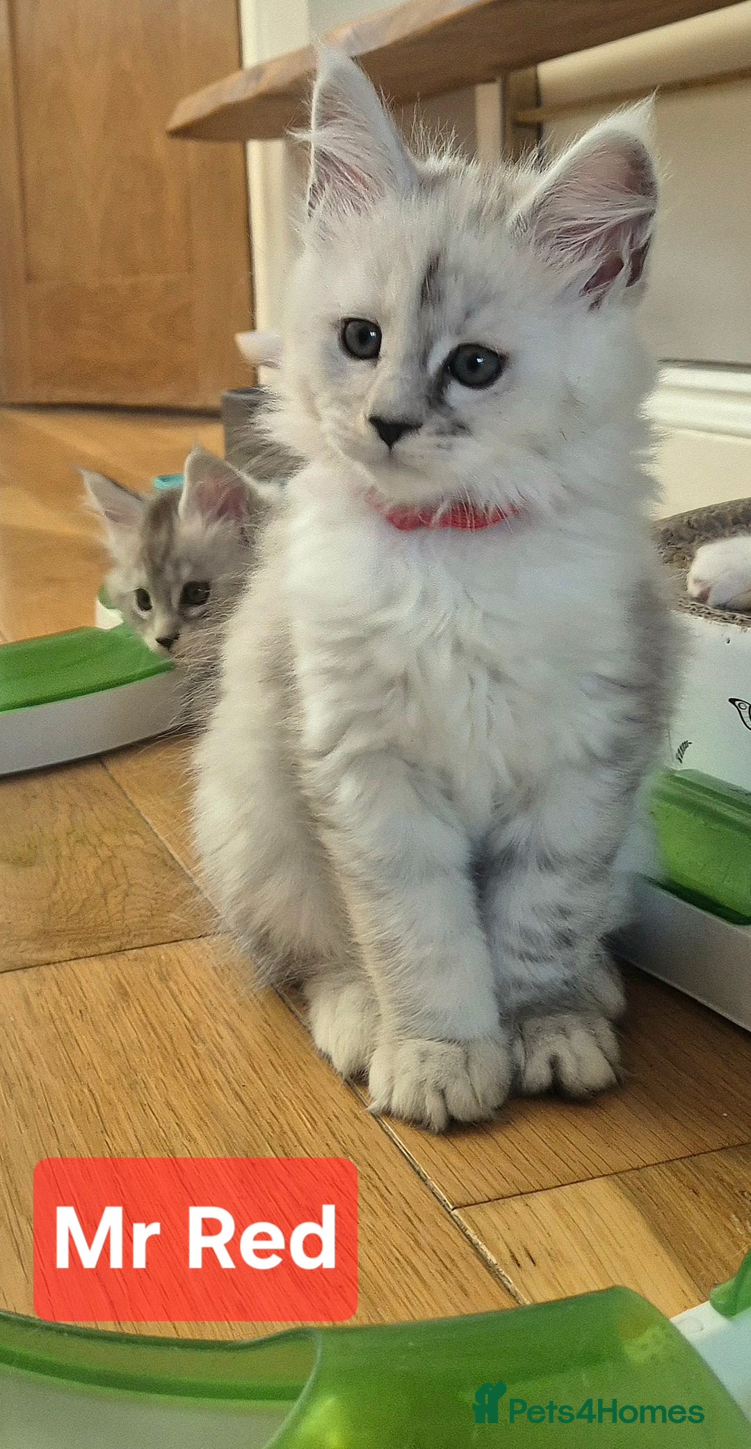 Maine Coon cats for sale: GCCF Pedigree Maine Coon Shaded Kittens - Advert 4