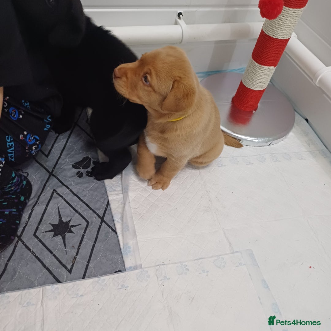 Labrador Retriever dogs for sale: Labrador puppies - Advert 15