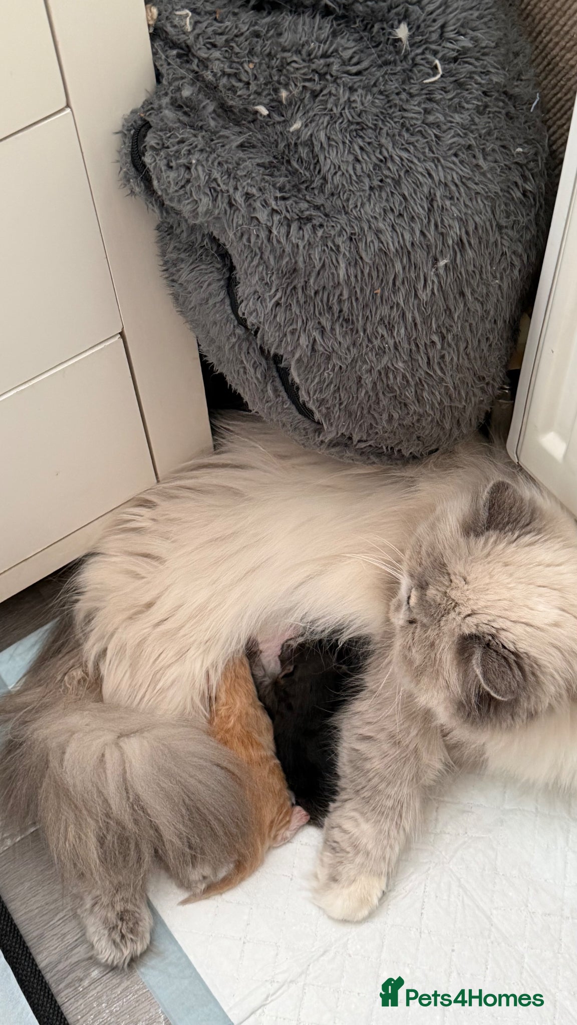 Persian cats for sale: Chinchilla exotic Persians kittens - Advert 2