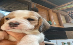 Beagle dogs for sale:  stunning kc reg pups ready midjuly july - Image 31