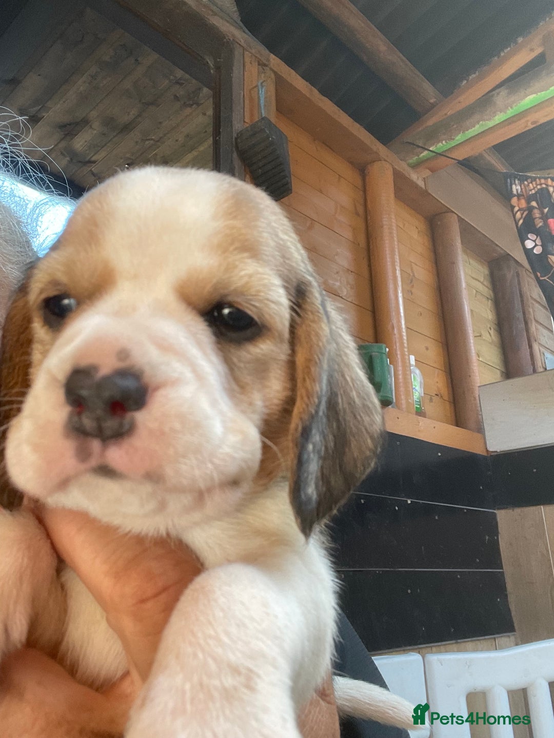 Beagle dogs for sale:  stunning kc reg pups ready midjuly july - Image 31