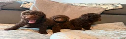 Cockapoo dogs for sale: Cockapoo F1B - Advert 21