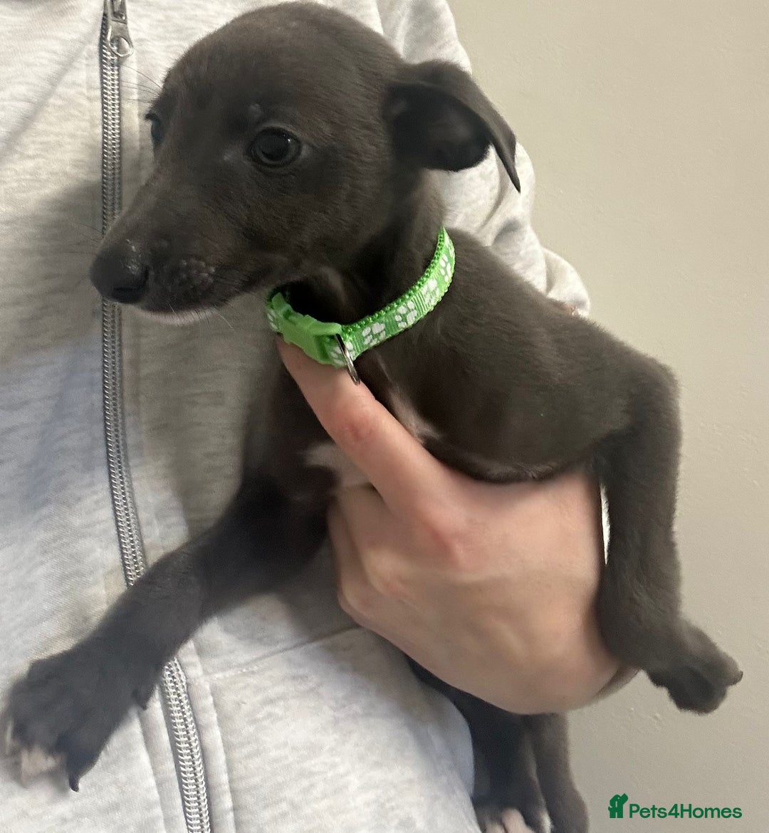 Whippet dogs for sale: Whippets for sale - Image 1