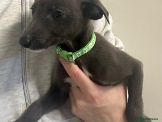 Whippet dogs - Advert 19