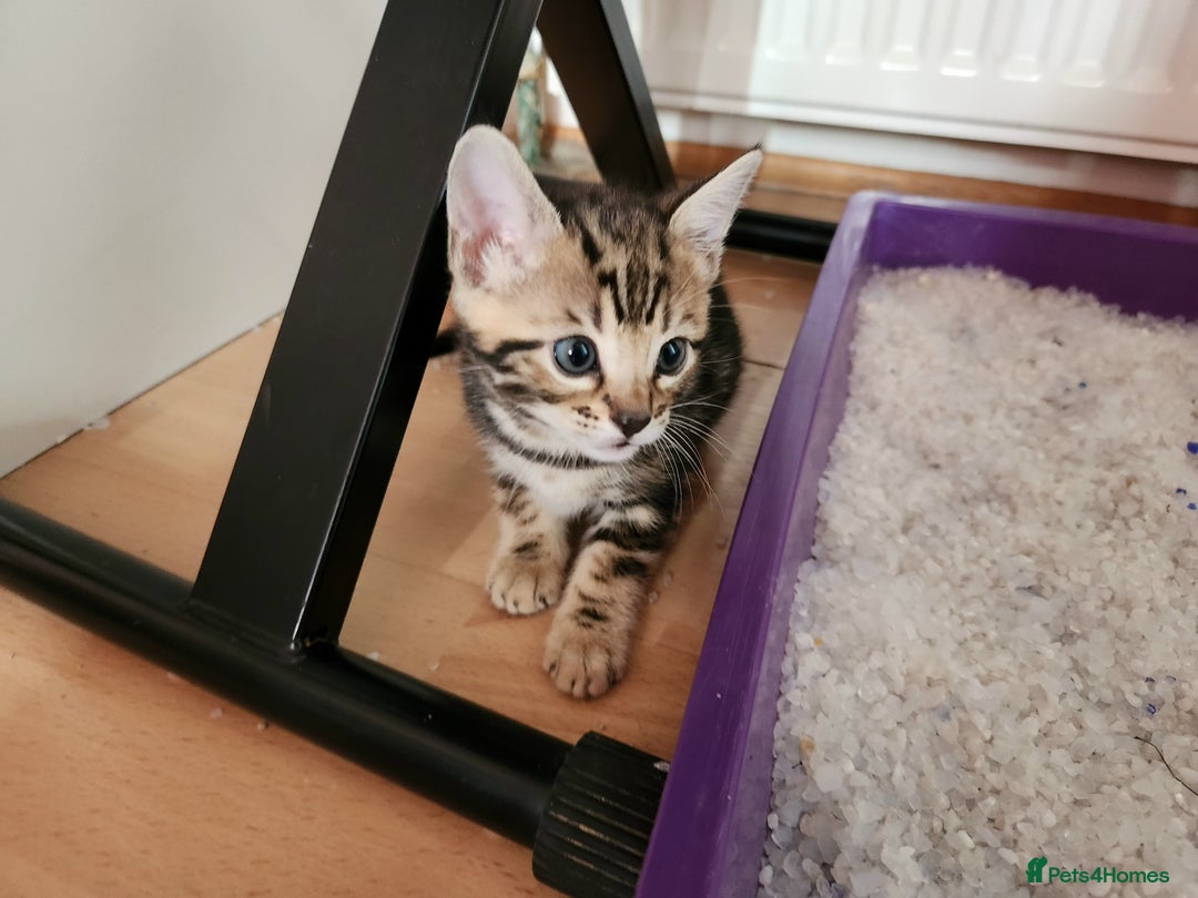 Bengal cats for sale: Little Bengal kittens - Image 9