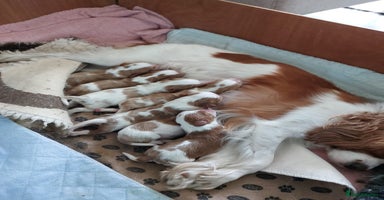Cavalier King Charles Spaniel dogs - Advert 13