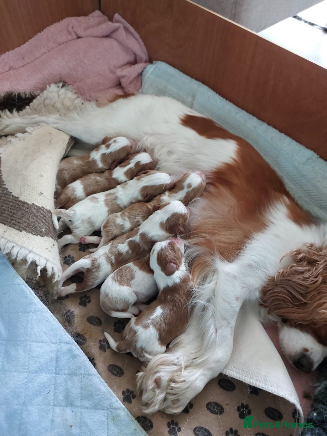 Cavalier King Charles Spaniel dogs for sale: Outstanding Cavalier King Charles Puppies  - Image 3