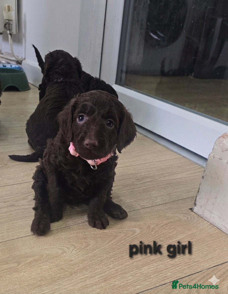 Cockapoo dogs Rare F1 cockapoo pups with mix blue eyes colour - Advert 2