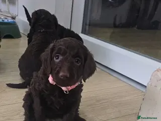 Cockapoo dogs Rare F1 cockapoo pups with mix blue eyes colour - Advert 2