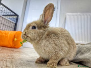 Lionhead rabbits Lionhead x Flemish boy - Advert 7